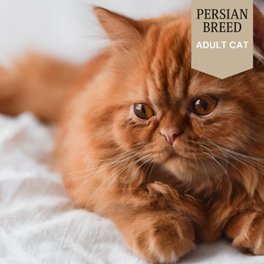 Persian Cat - Adult