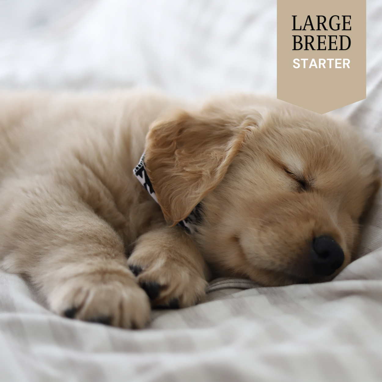 Large Breed - Starter