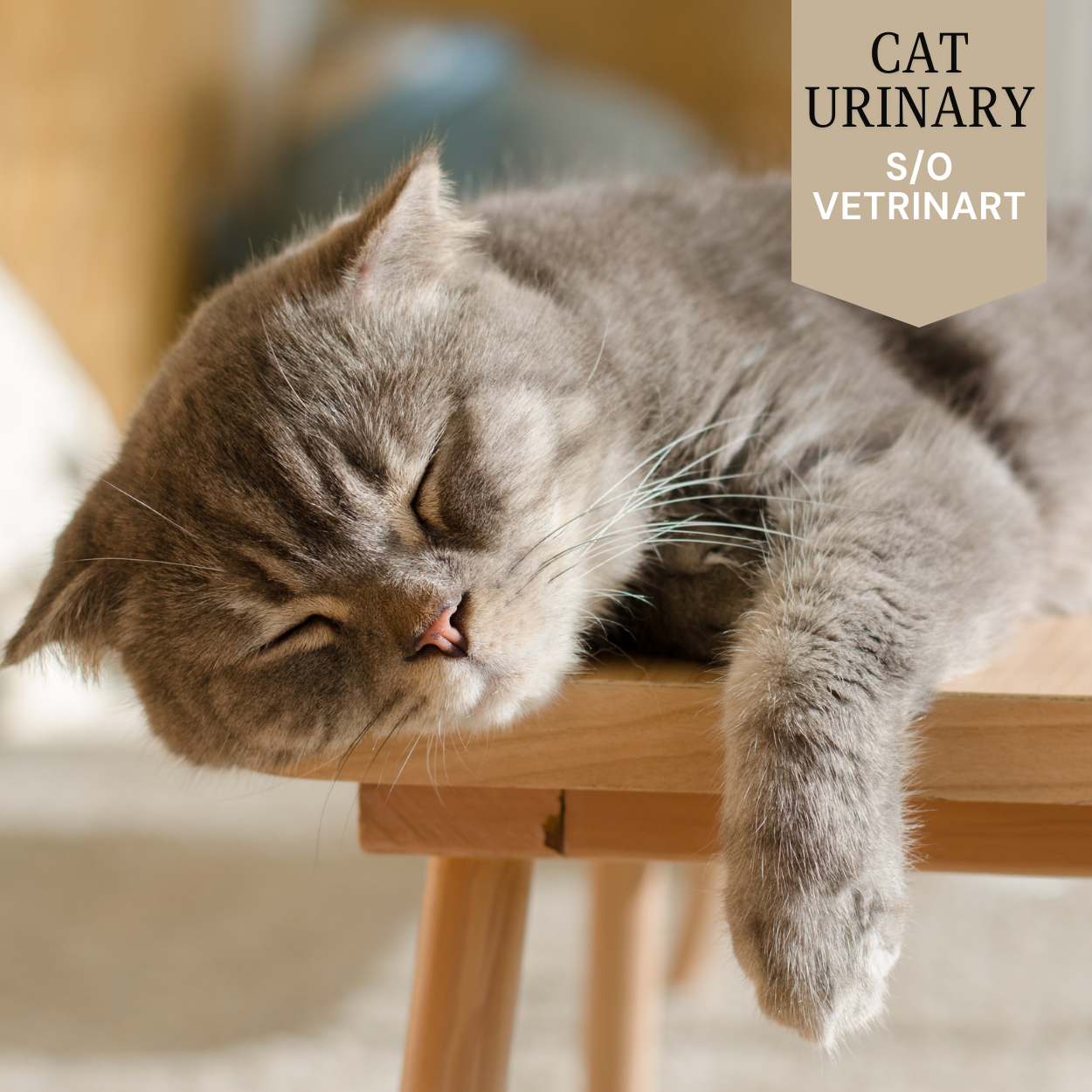 Cat - Urinary S/O