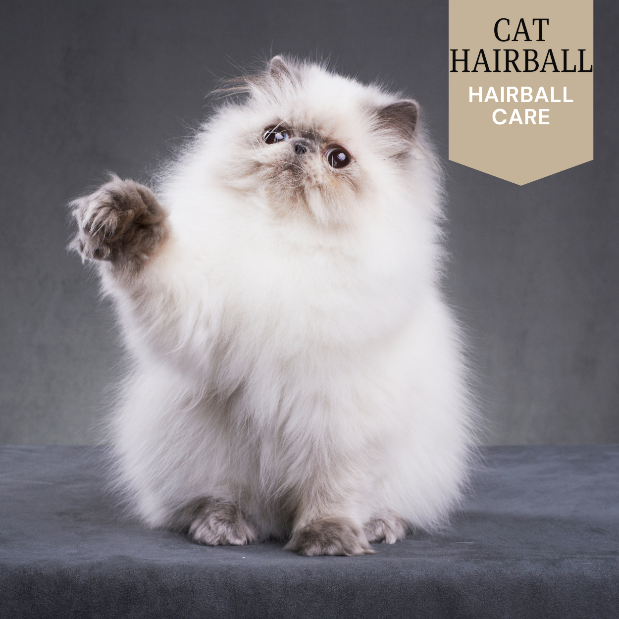 Cat - Hairball