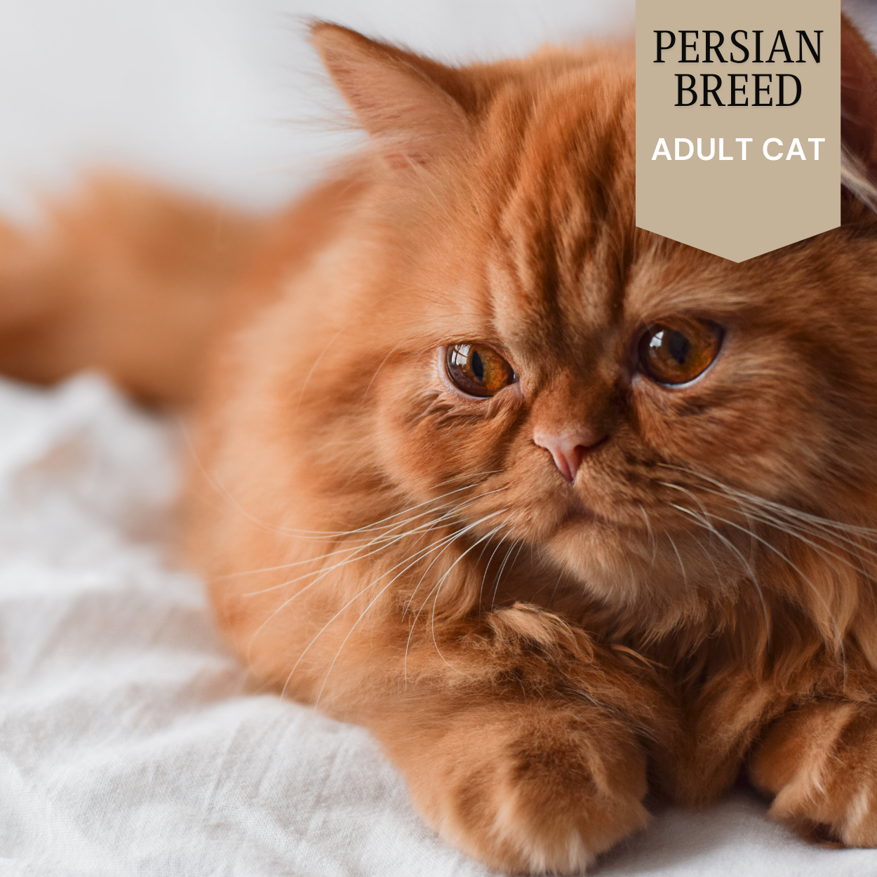 Persian Cat - Adult