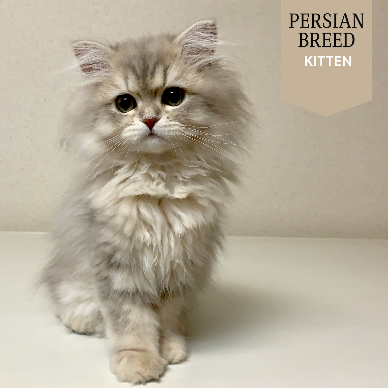 Persian Cat - Kitten