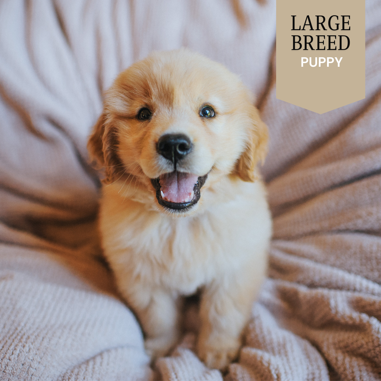 Large Breed - Puppy