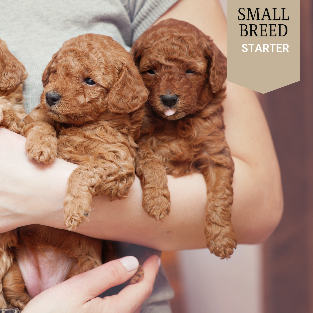 Small Breed - Starter