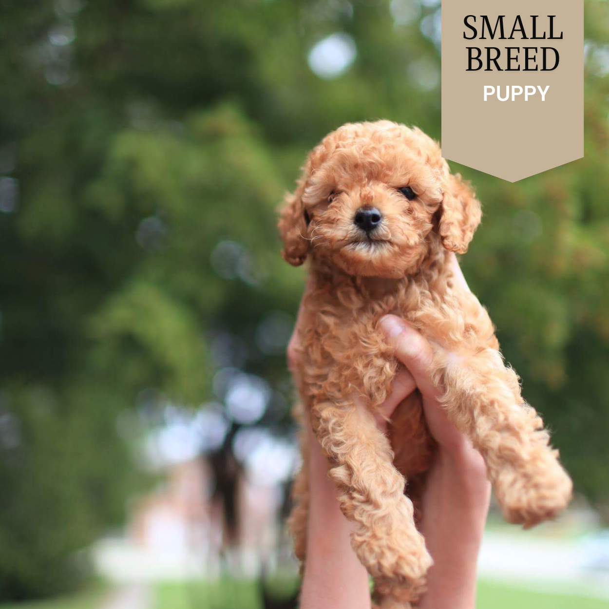 Small Breed - Puppy