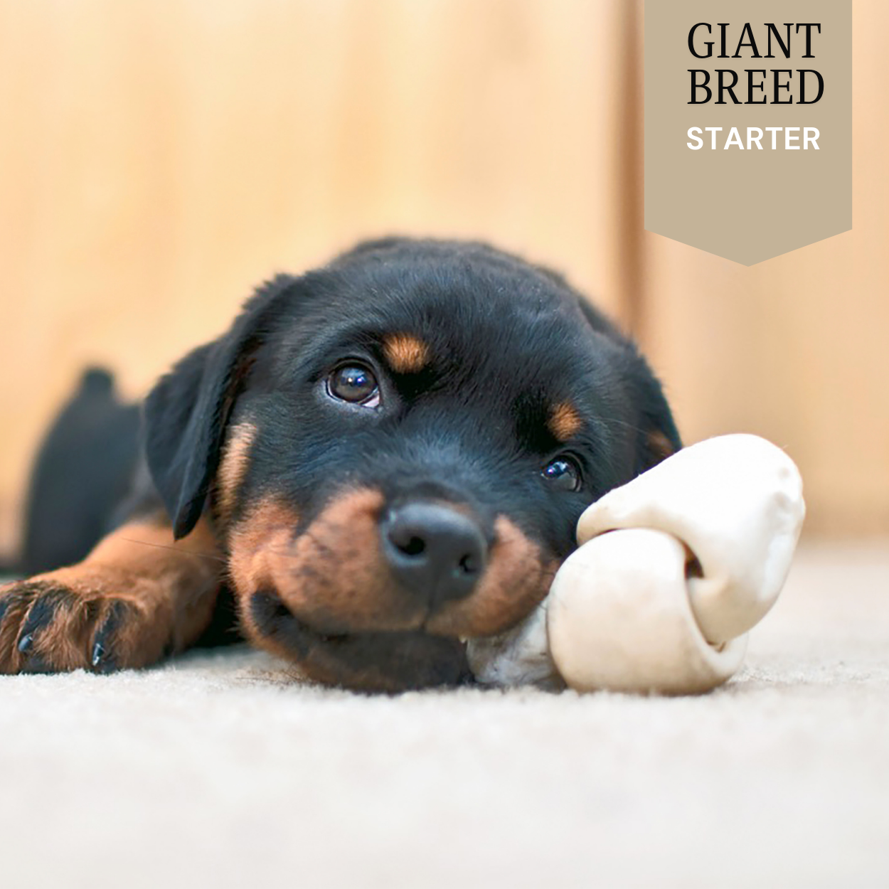 Giant Breed - Starter