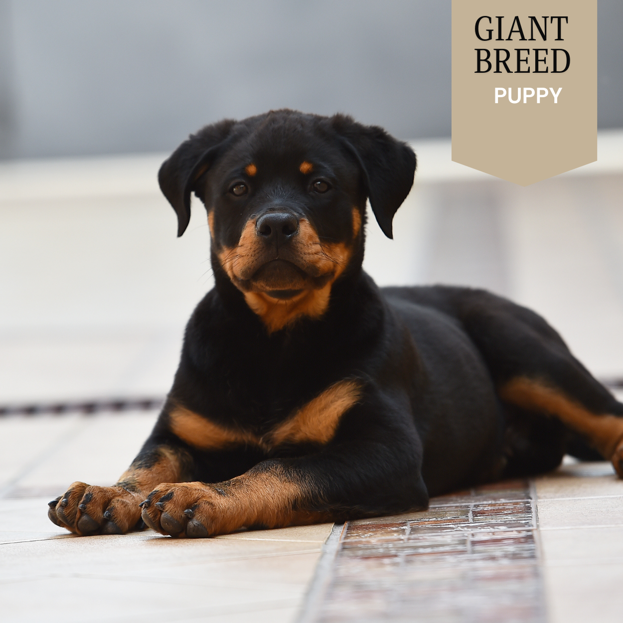 Giant Breed - Puppy