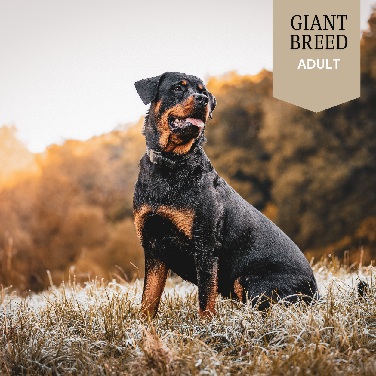 Giant Breed - Adult